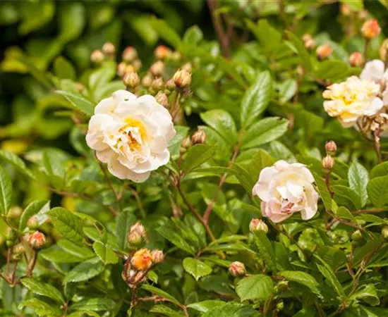 Rosa 'Ghislaine de Feligonde'