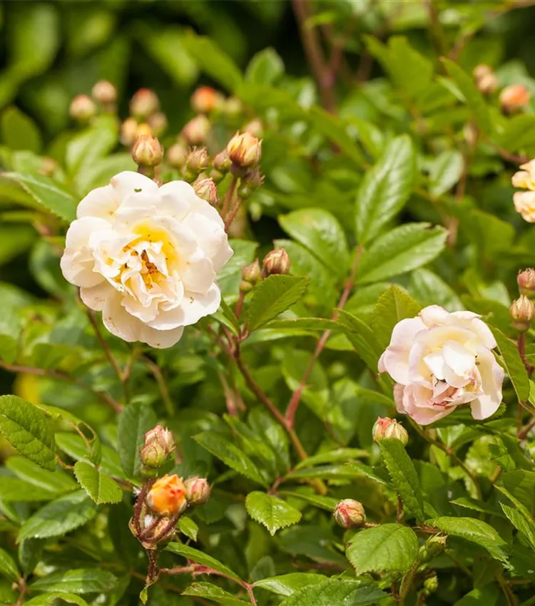 Strauchrose 'Ghislaine de Feligonde'
