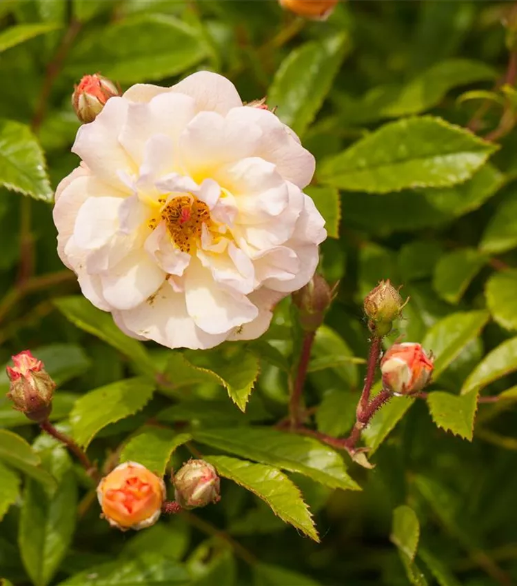 Strauchrose 'Ghislaine de Feligonde'