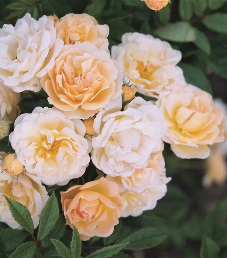 Strauchrose 'Ghislaine de Feligonde'