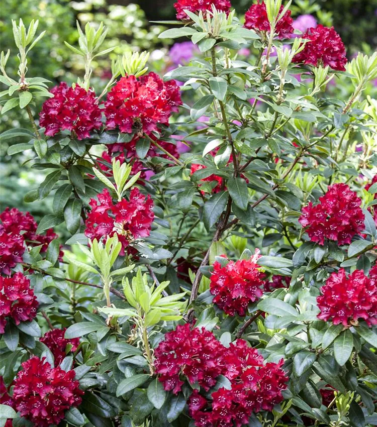 Rhododendron 'Sammetglut' | RICOTER Erdaufbereitung AG