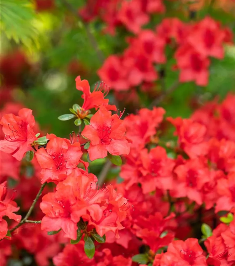 Rhododendron molle ssp. japonicum 'Nordlicht', Azalee | RICOTER  Erdaufbereitung AG