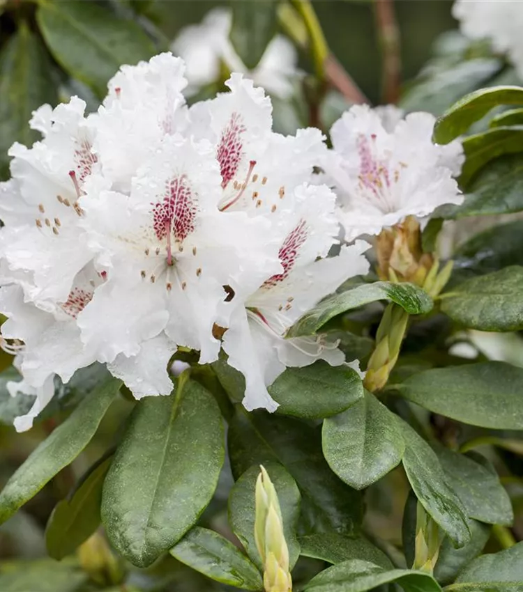 Rhododendron 'Schneeauge'