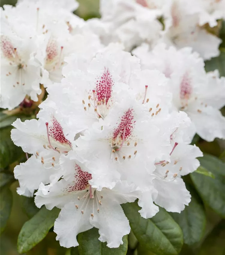 Rhododendron 'Schneeauge'