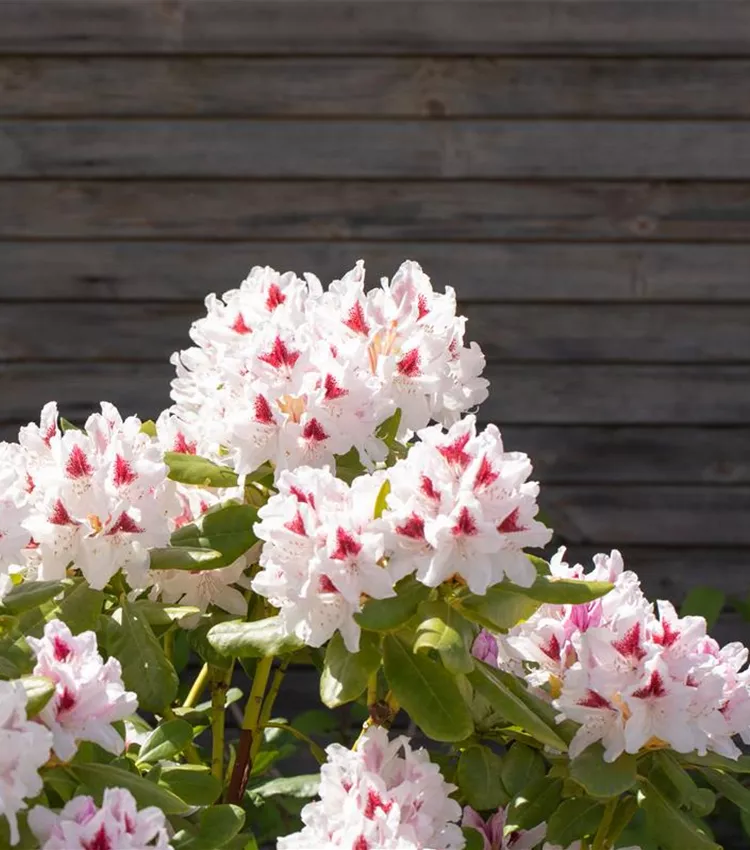 Rhododendron 'Schneeauge'