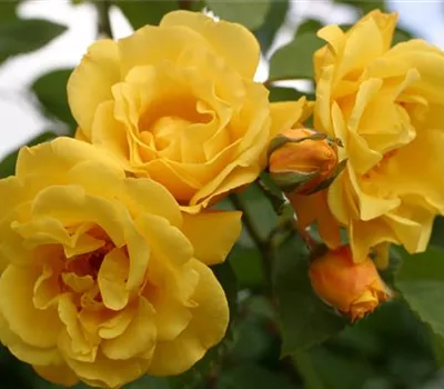 Rosa 'Golden Gate'®