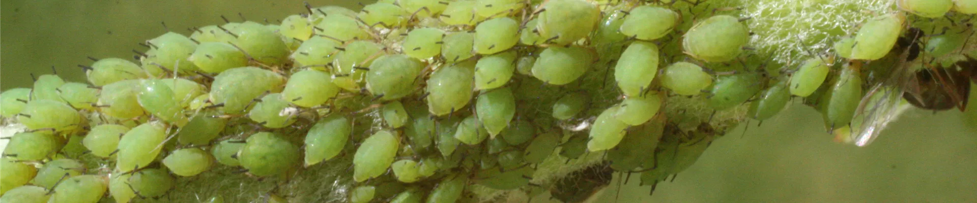 apfel gruene apfelblattlaus 2 23.06.10.jpg