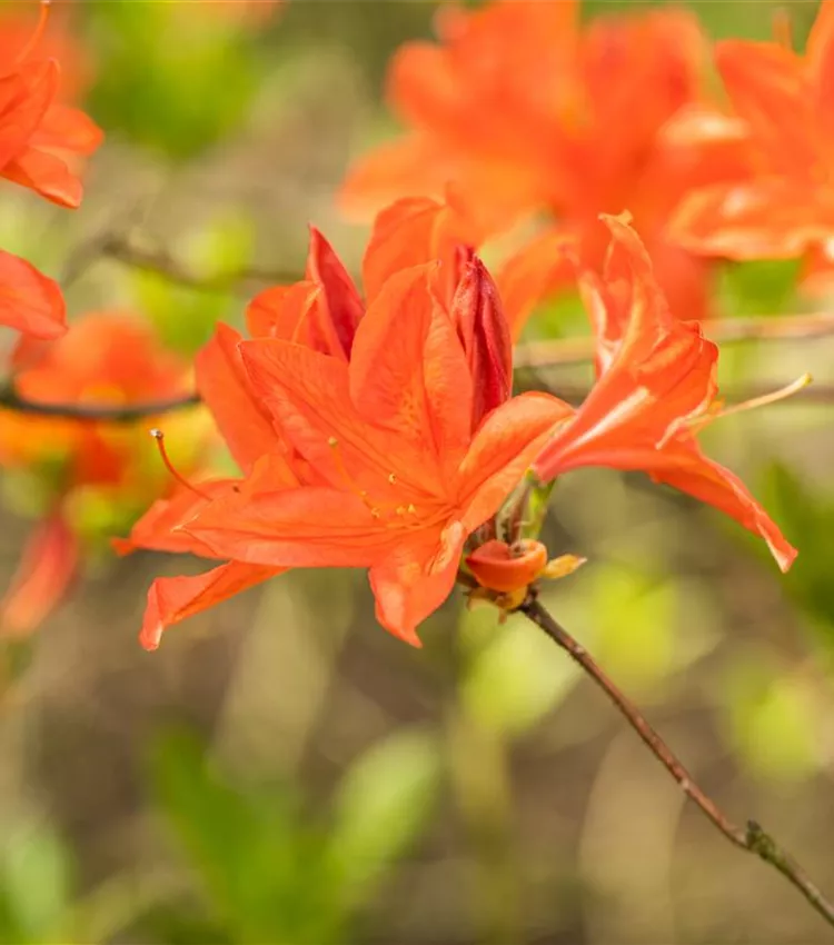 Rhododendron mollis x sinensis, Laubabwerfende Azalee | RICOTER  Erdaufbereitung AG