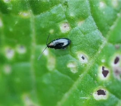 Erdflöhe an Kohl