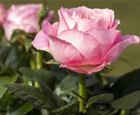 Rosa 'Infinity Rose'