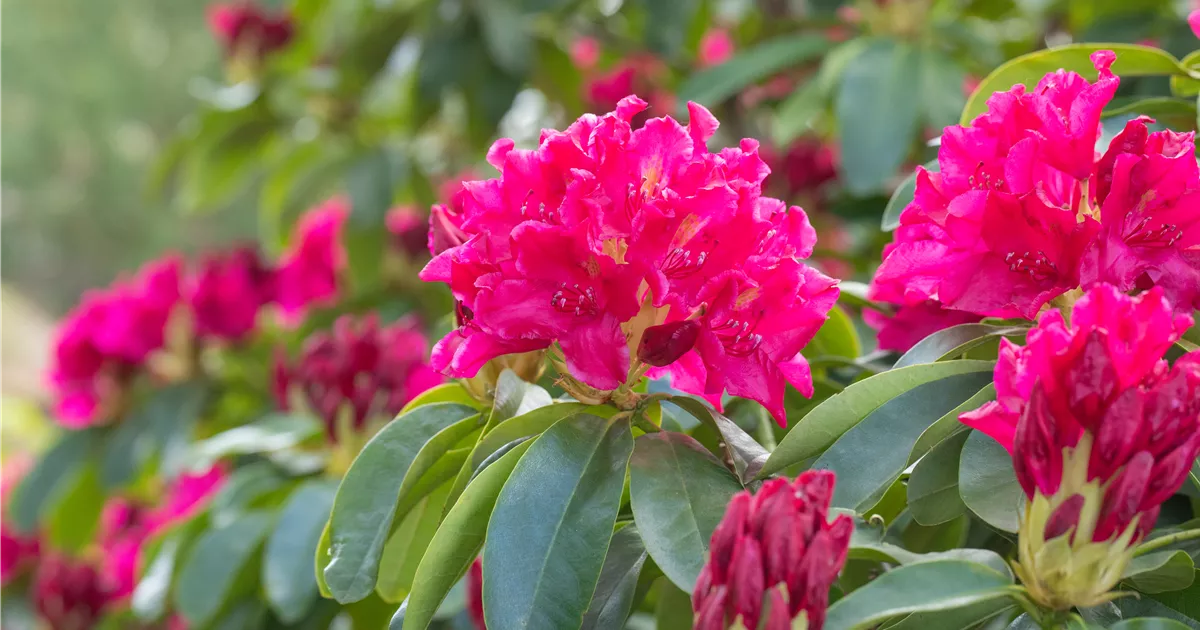 roter rhododendron kaufen Alpenrose Nova Zembla