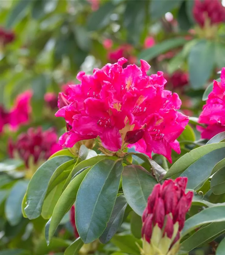 Rhododendron 'Moorrose' | RICOTER Erdaufbereitung AG