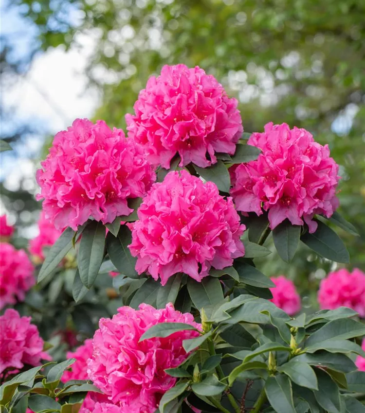 Rhododendron 'Moorrose' | RICOTER Erdaufbereitung AG