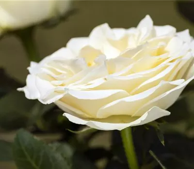 Rosa 'Infinity White'