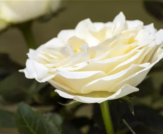 Rosa 'Infinity White'
