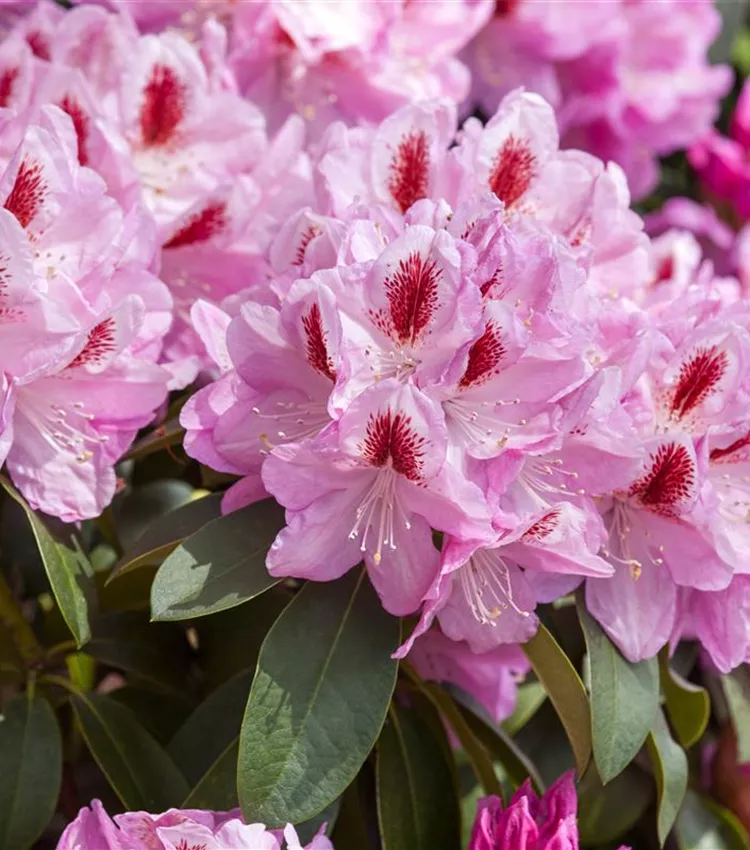 Rhododendron-Hybride