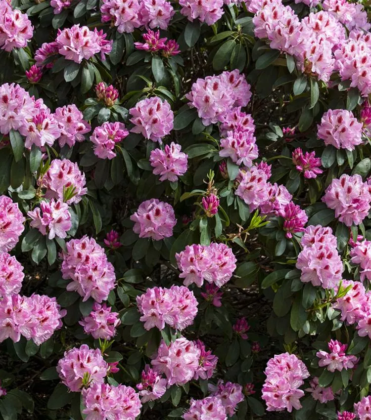 Rhododendron-Hybride