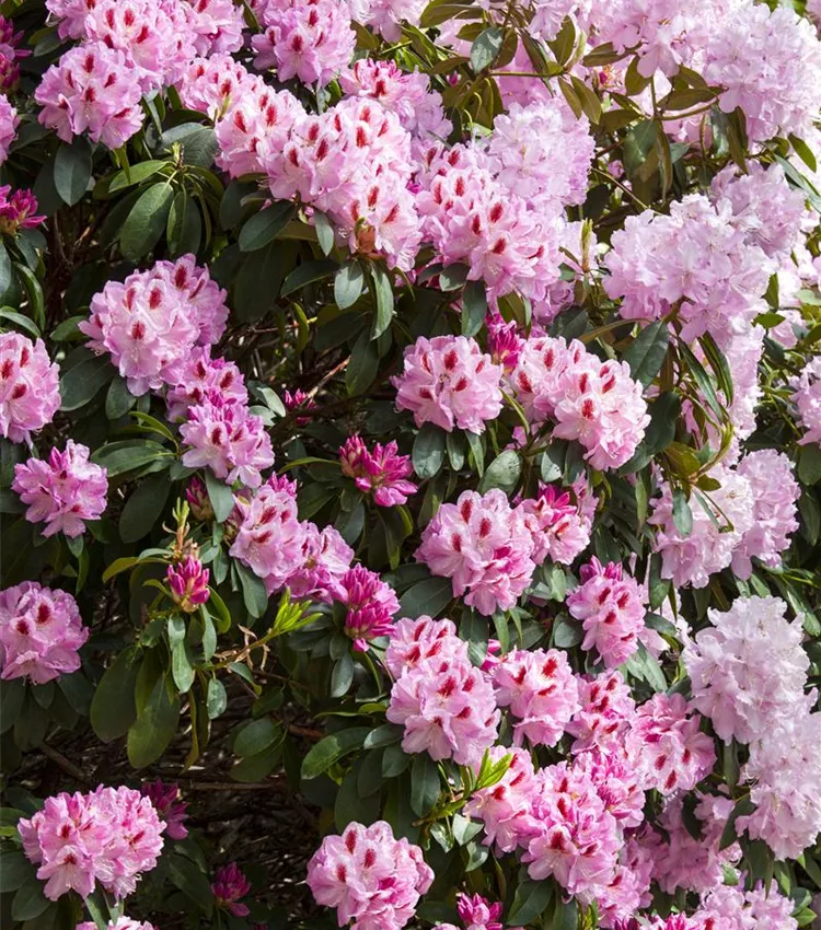 Rhododendron-Hybride