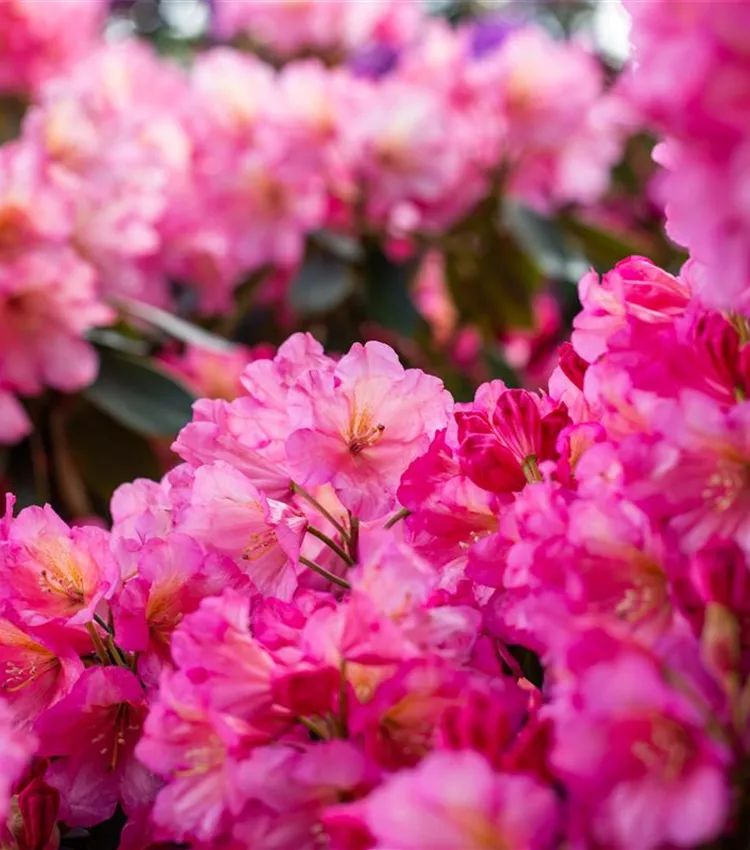 Rhododendron 'Shazaan'