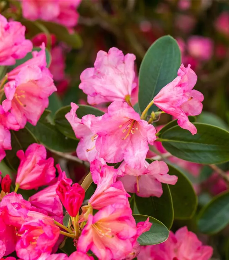 Rhododendron 'Shazaan'
