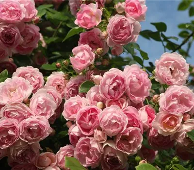 Rosa 'Jasmina'®