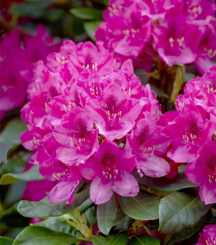 Rhododendron 'Nova Zembla' | RICOTER Erdaufbereitung AG