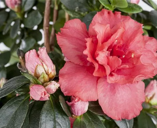 Rhododendron simsii