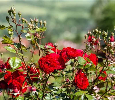 Rosa 'Joseph Kübler' Rosa 'Joseph Kübler'