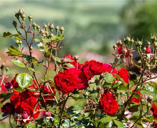 Rosa 'Joseph Kübler'