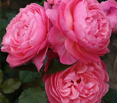Rosa 'Kölner Flora'® Rosa 'Kölner Flora'®