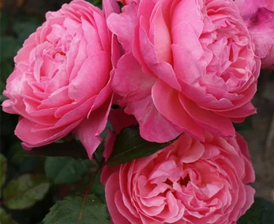 Rosa 'Kölner Flora'®