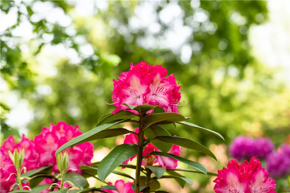 photos of rhododendron PJM Elite' Rhododendron