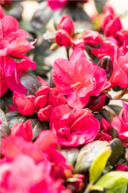 Rhododendron obtusum 'Canzonetta', Japanische Azalee 'Canzonetta' | RICOTER  Erdaufbereitung AG