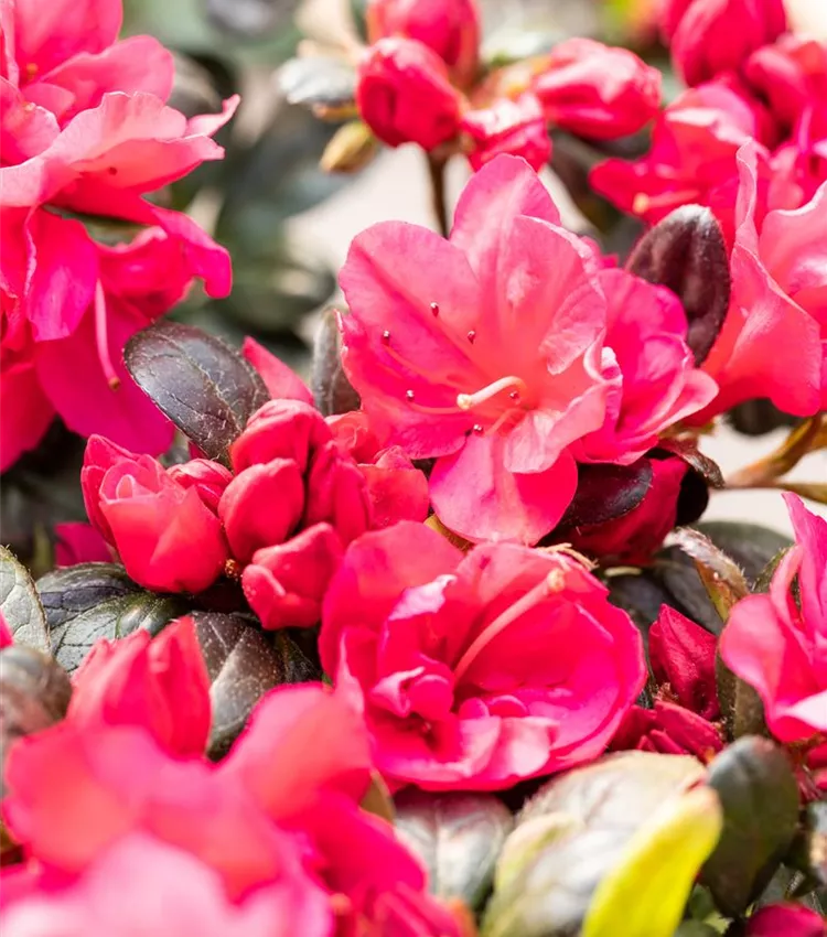 Rhododendron obtusum 'Canzonetta', Rhododendron 'Canzonetta' | RICOTER  Erdaufbereitung AG