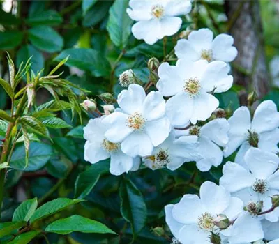 Rosa longicuspis