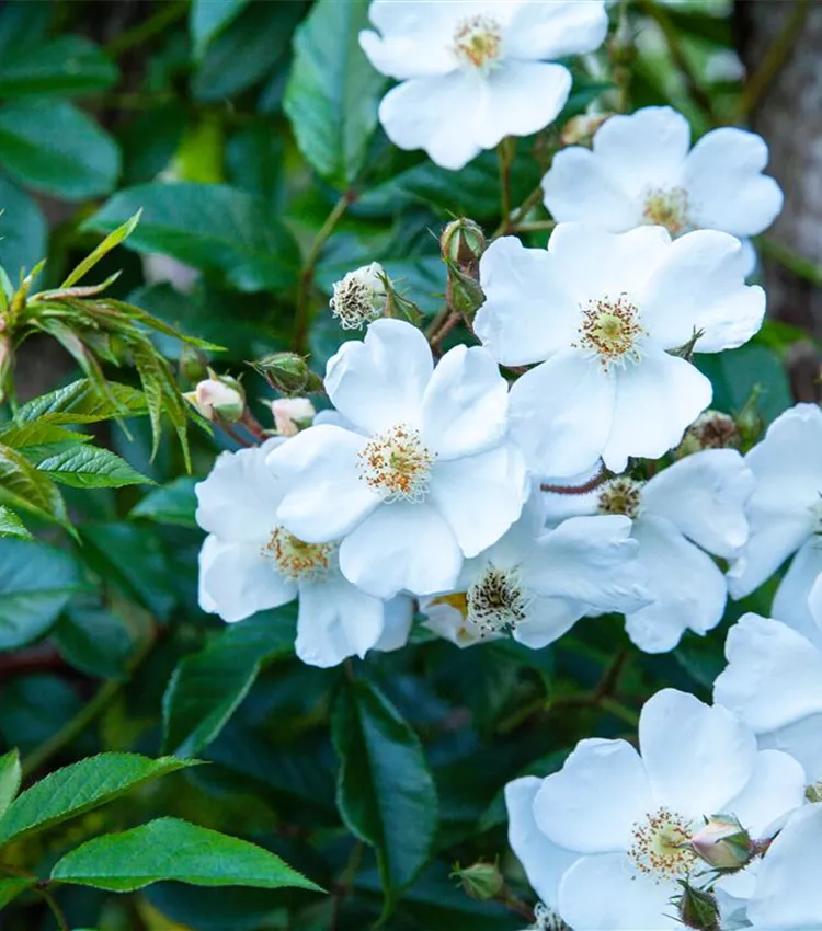 Kletterrose 'Longicuspis'