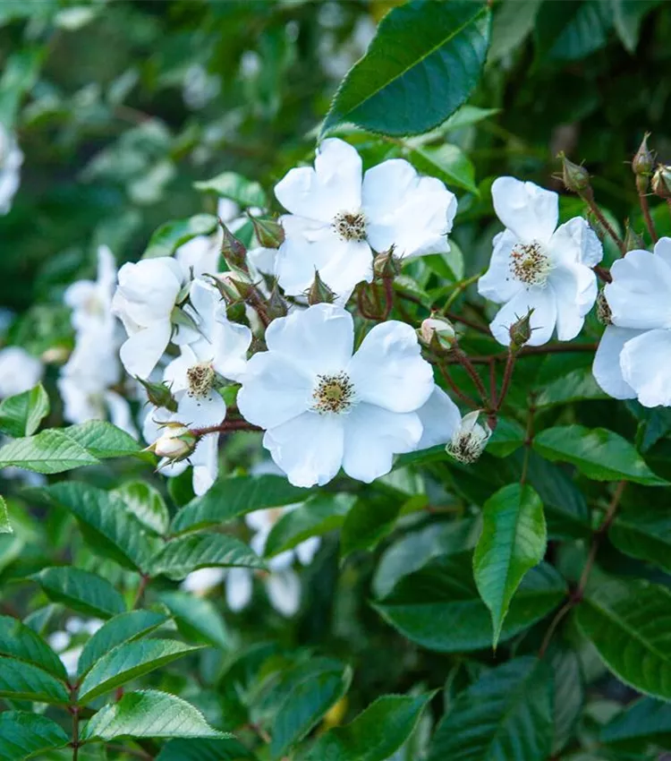 Kletterrose 'Longicuspis'