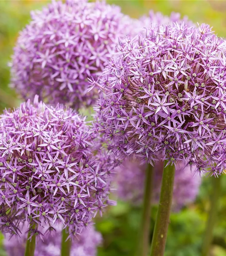 Allium
