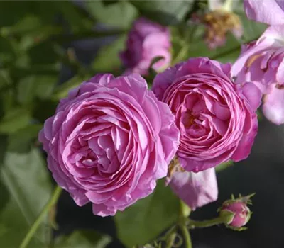 Rosa 'Louise Odier' Rosa 'Louise Odier'