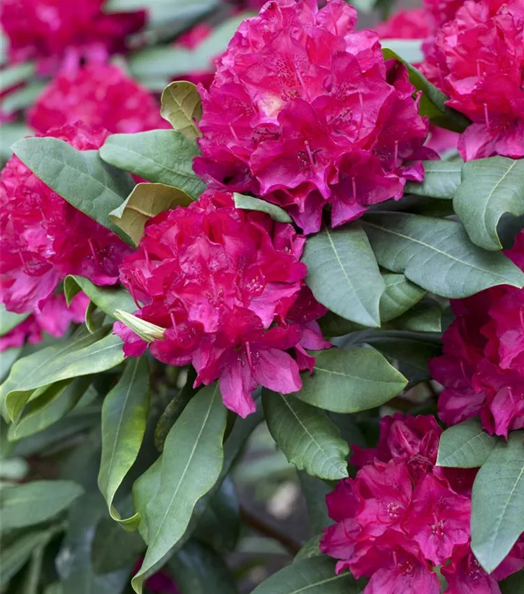 Rhododendron