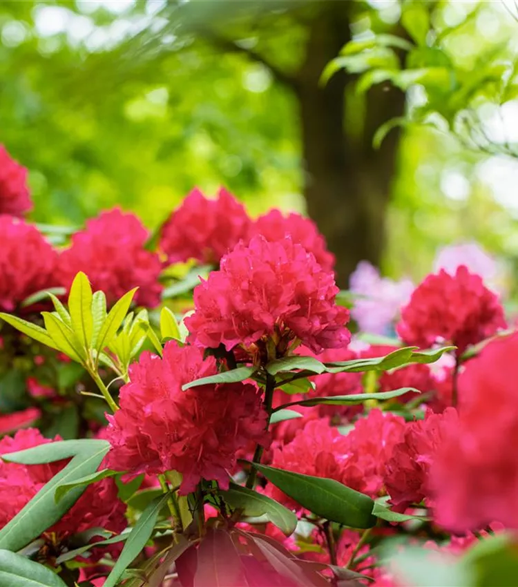 Rhododendron