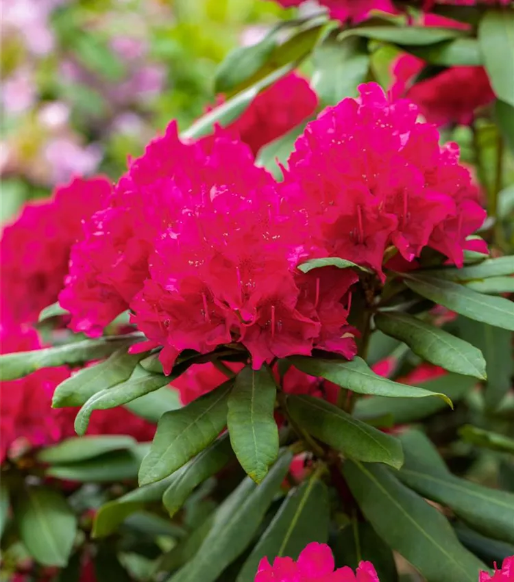 Rhododendron