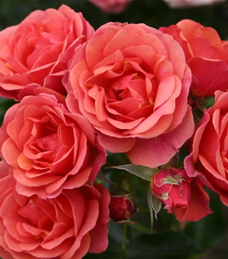 Zwergrose 'Mandarin'®