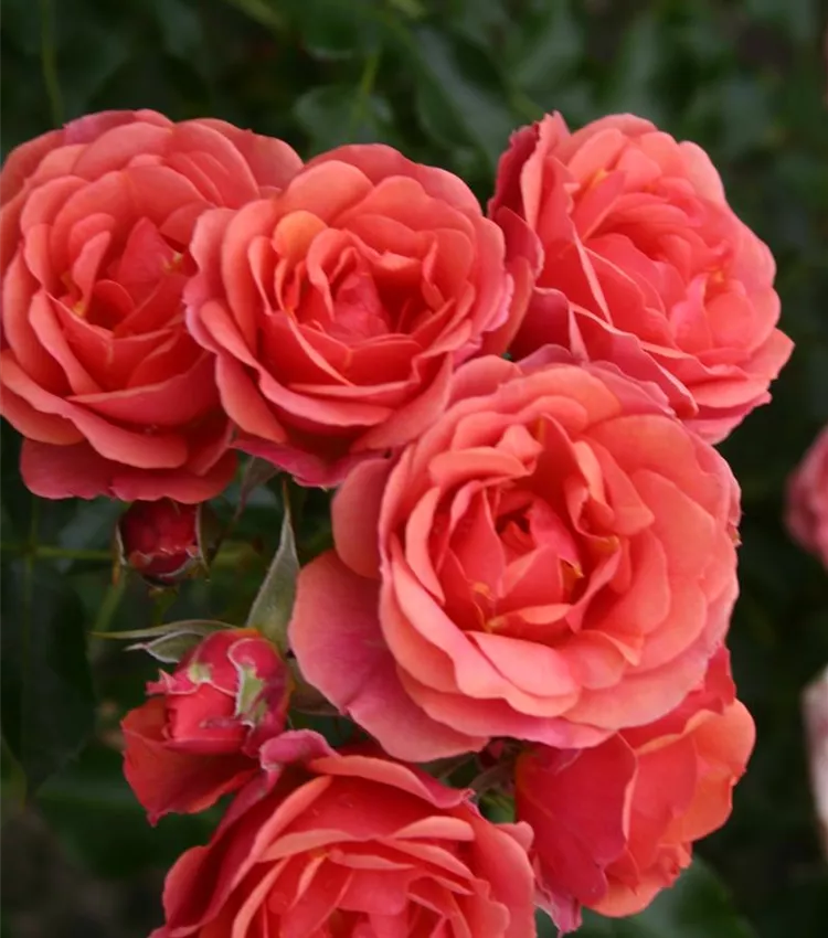Zwergrose 'Mandarin'®