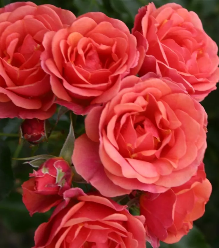 Zwergrose 'Mandarin'®