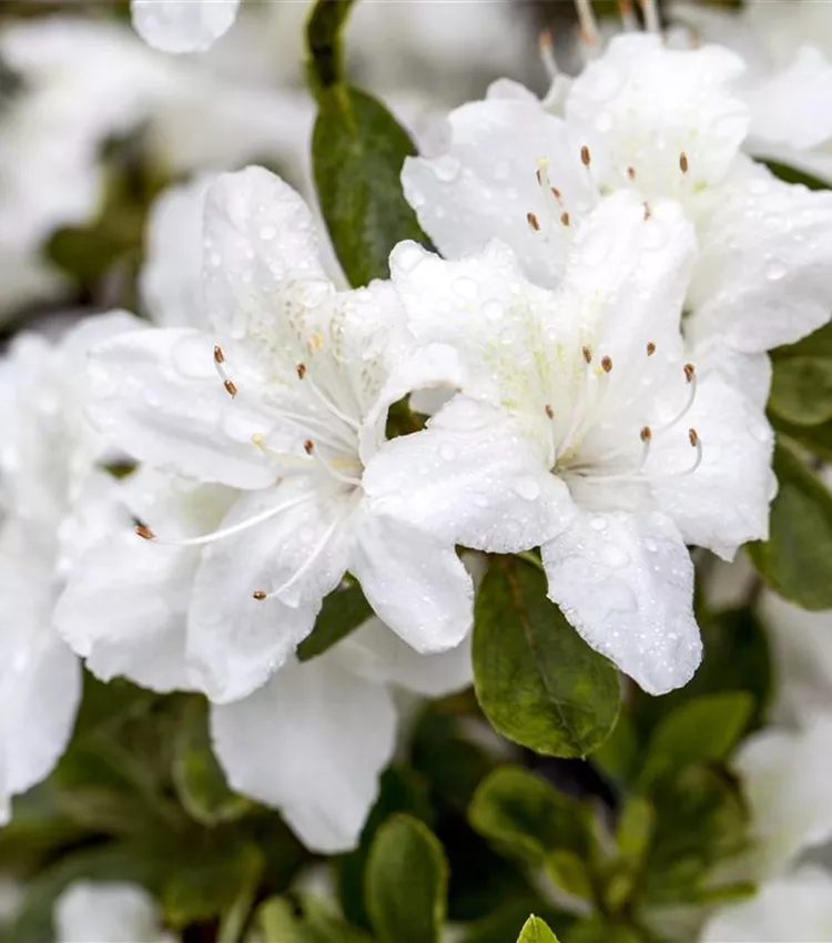 Rhododendron obtusum 'Diamant Weiss', Japanische Azalee 'Diamant Weiss' |  RICOTER Erdaufbereitung AG