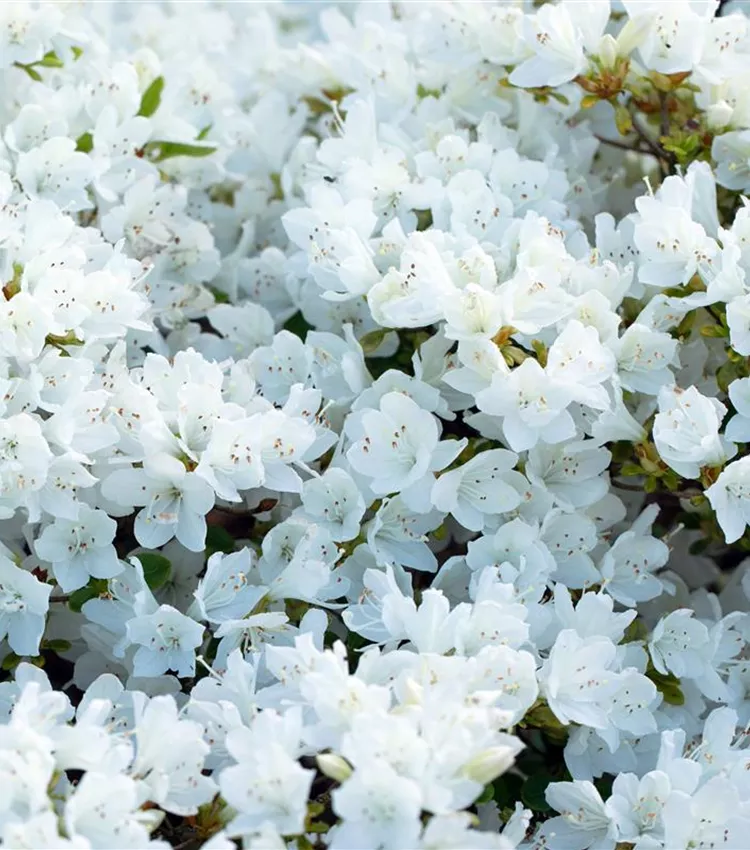 Rhododendron obtusum 'Diamant Weiss', Japanische Azalee 'Diamant Weiss' |  RICOTER Erdaufbereitung AG