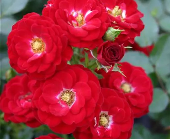 Rosa 'Mandy'®