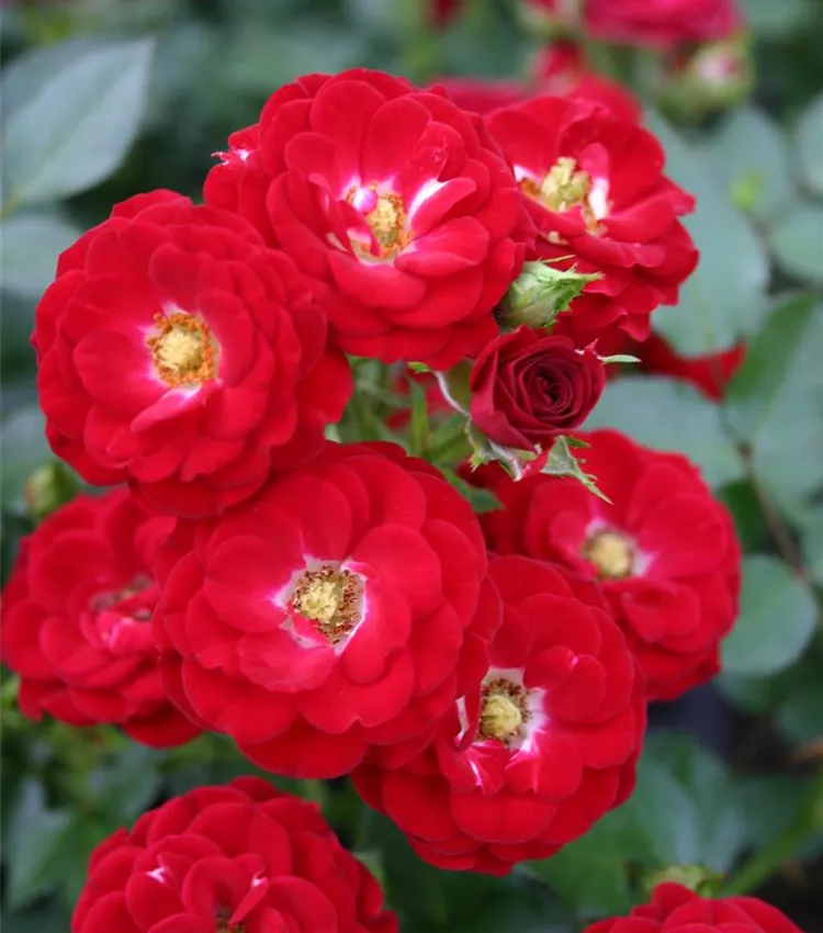 Zwergrose 'Mandy'®