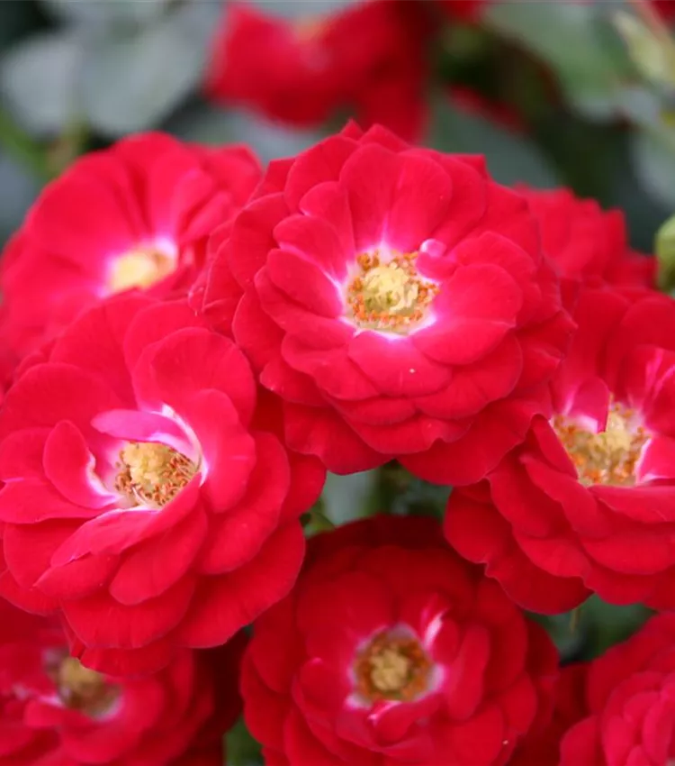 Zwergrose 'Mandy'®